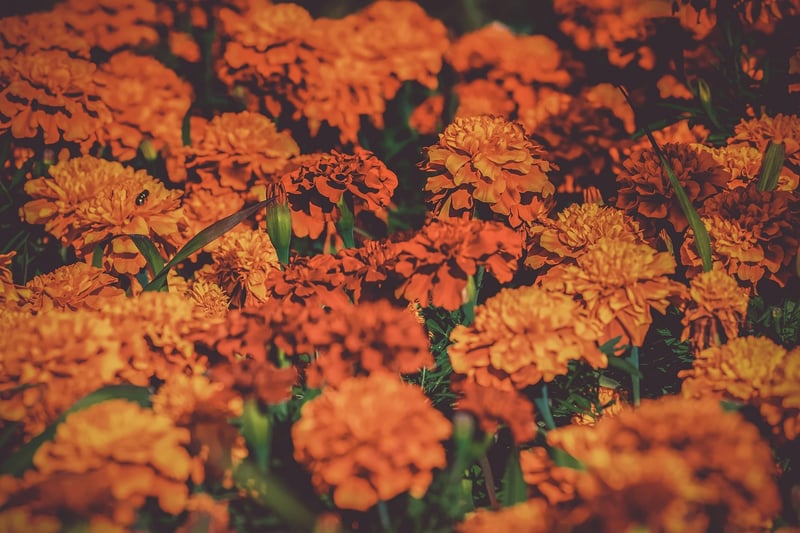 Vertical Flower Garden